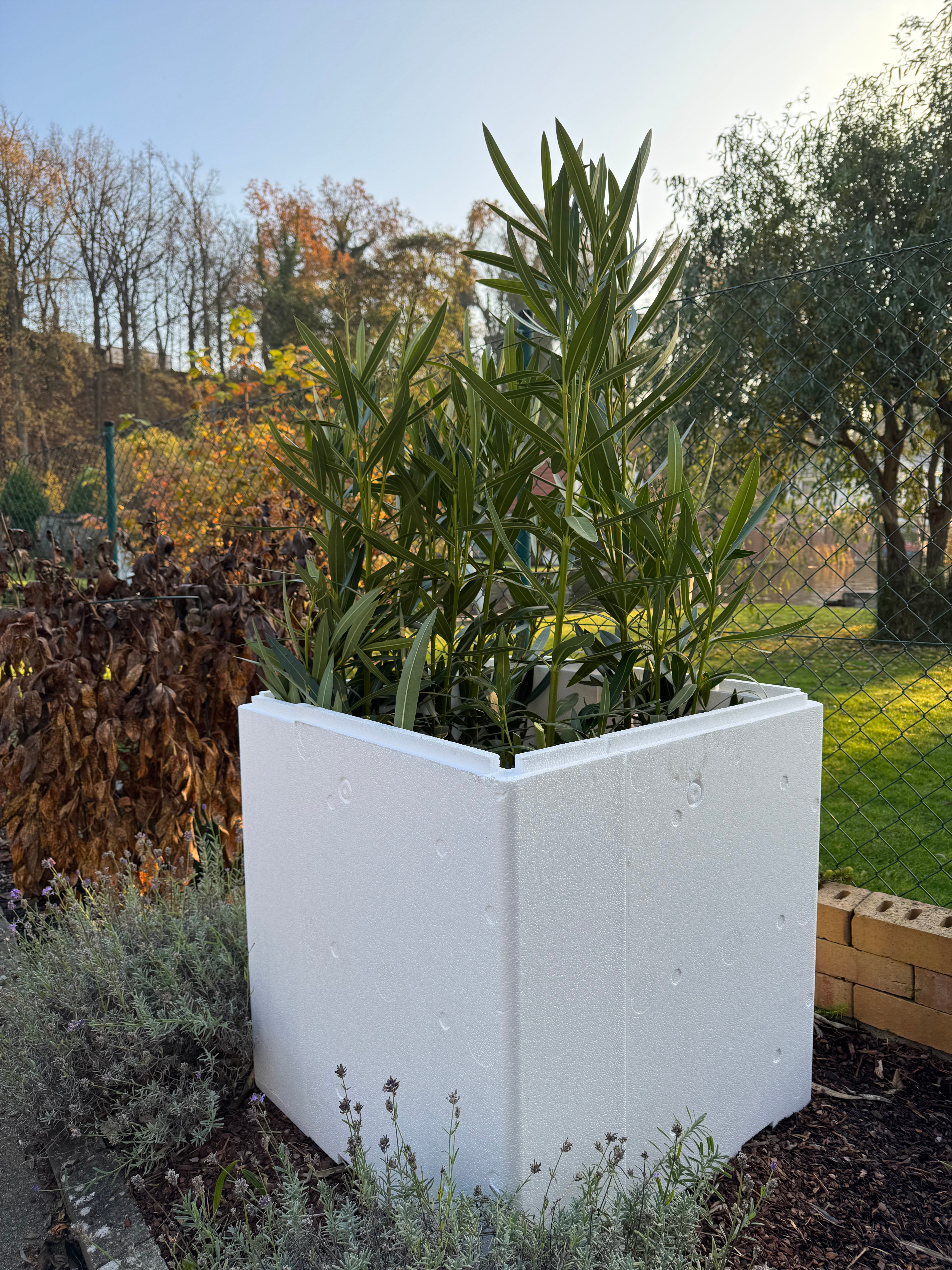 Oleander